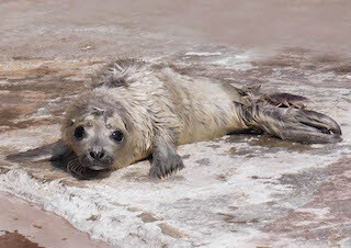 ふわふわのゴマフアザラシの赤ちゃん誕生!