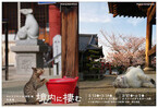 東京都千代田区で、寺社に住む猫たちの写真展が開催