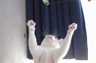 「笑える猫検定」に猫の下僕歴3年の私がチャレンジしてみた