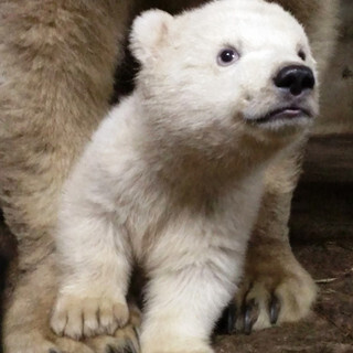 ぬいぐるみではなく生きています! ホッキョクグマの赤ちゃん大公開!!