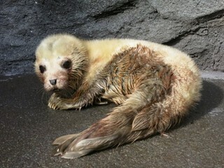 山形県・クラゲドリーム館で、アザラシの赤ちゃんが誕生!