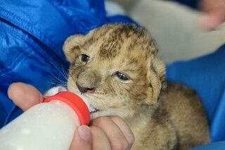 愛媛県立とべ動物園で、8年ぶりにライオンの赤ちゃん誕生!
