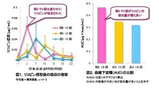 朝にトマトを食べるとリコピンが効率良く吸収されることを確認 ‐ カゴメ