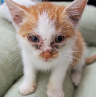 "死にかけの子猫が家族になった"-書籍「捨て猫を拾ったら」発売