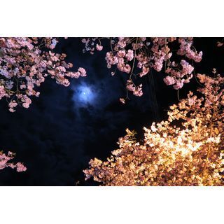 桜の撮り方 2015、夜桜撮影を成功させるポイント - 静岡・河津桜まつりで実践