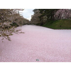 桜が水面を覆いつくす! 