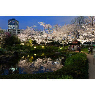 東京都で開催される「桜」「春」がテーマのイベントに行こう!