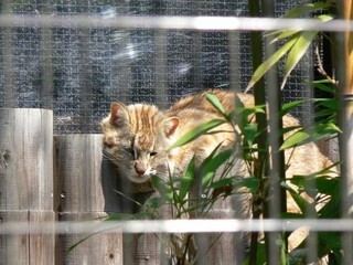 アムールヤマネコの男の子が満1歳に! - 東京都・井の頭自然文化園