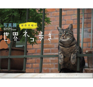 東京都・日本橋で、写真展「岩合光昭の世界ネコ歩き」開催