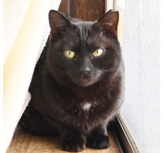 白血病キャリアの猫の一時預かりを緊急募集 - 保護施設閉鎖のため