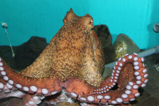 体重36kgの巨大「ミズダコ」、展示開始