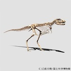 凸版印刷など、未発見のティラノサウルスの幼体の全身骨格をデジタル復元