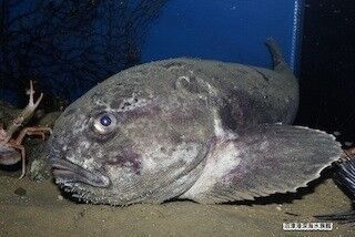 &quot;世界一醜い生物&quot;が深海からやってきた! アカドンコ展示開始