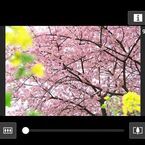 桜の撮り方 2015、曇天の桜を華やかに見せるためのセオリー - 静岡・河津桜まつりで実践