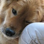 犬好きに朗報! 「犬と触れ合うと愛情ホルモンがお互いに増加」と豪研究