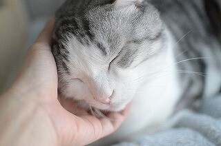 うちの猫にかかった一年間の医療費の総額を出してみた