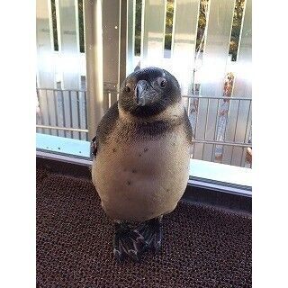 ペンギンの内股ポーズをご紹介