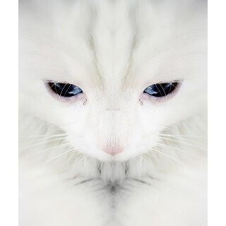 食べたら突然死!? 猫がいる部屋に絶対に飾ってはいけない花・植物一覧