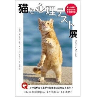 東京都・神楽坂で、猫写真満載の「猫と心理テスト展」開催