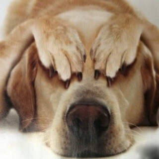 ペットを飼う人は要注意! 留守番のストレスから抗うつ剤の処方例が急増(英)