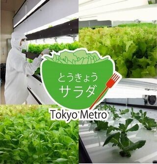 東京メトロ、東西線高架下の植物工場で栽培した野菜を販売開始