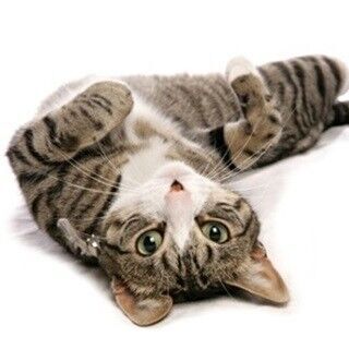 「フニャ～～ん、ゴロゴロ」- 猫が本当に喜ぶ&quot;なでスポット&quot;を英研究が発表