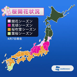 東京都では桜吹雪、桜前線は東北に - 第六回桜開花予想発表