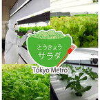 東京都メトロ東西線高架下で育った「とうきょうサラダ」発売--安定栽培可能