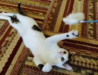 神奈川県・鎌倉市に譲渡型猫カフェ「にゃんくる 鎌倉店」がオープン