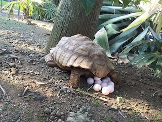 リクガメが、穴も掘らずに産卵!! - 静岡県・iZoo