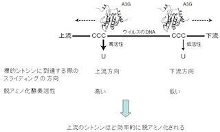 A3Gタンパク質はエイズウイルスを効率的に破壊できる - 京大などが解明