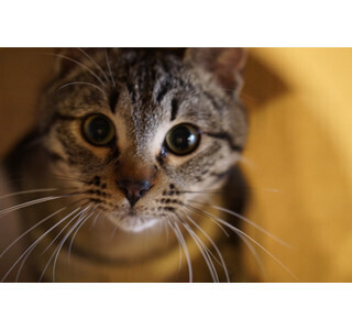 大阪府天神橋に、保護猫カフェがオープン