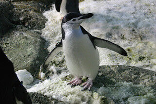 長崎ペンギン水族館に、新たにヒゲペンギン7羽が仲間入り!