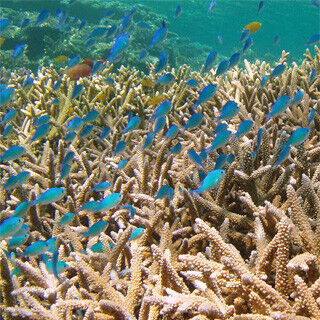 生き物たちの驚きの能力に迫る (1) 海の砂漠化を防げ! - サンゴの白化の謎に挑む日本の研究者