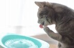 猫用の給水器を実際に使ってみた - 果たして水を飲んでくれるのか!?