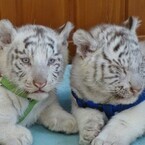 ホワイトタイガーの赤ちゃん、明日22日より一般公開! - 東武動物公園