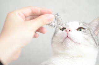 猫用ティアラをつけたら「カリオストロの城」のクラリスみたいになった