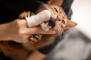 猫の歯磨きを実践してみた - 画像大量