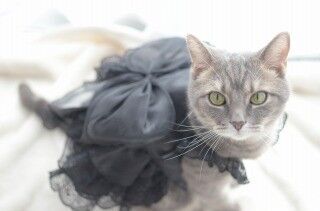 漆黒の猫用ウェディングドレスが実在した