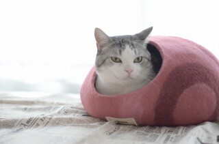 まるで卵のような繭型ベッドを使ってみた