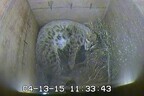 ネコ科・ツシマヤマネコの赤ちゃん3頭が誕生! - 福岡県・福岡市動物園