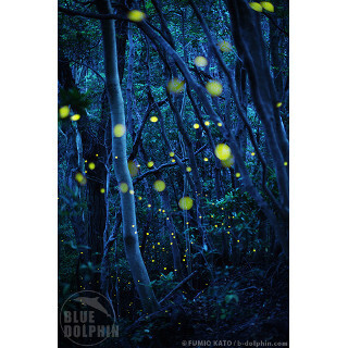 ホタル撮影のレクチャーDVD - プロカメラマンが解説