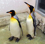 東京都・葛西臨海水族園に、オウサマペンギンが来園