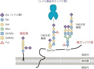 免疫系で細胞結合のための分子スイッチとなるのが「シアル酸」 - 京大