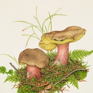 東京都・吉祥寺で日本の菌類画の第一人者による緻密で鮮やかな「きのこ」展