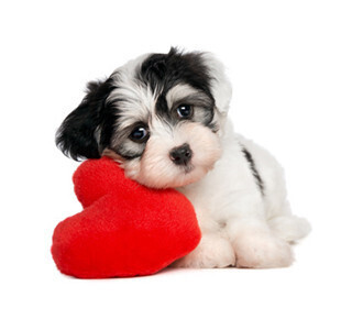 ペットも婚活! 東京都・銀座で「ペットのためのお見合いパーティー」開催