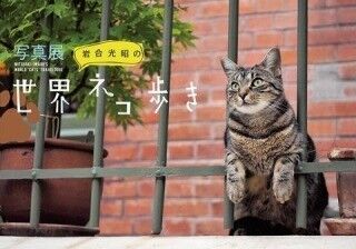 人気番組「世界ネコ歩き」の岩合光昭先生に、猫の撮り方を聞いてきた!