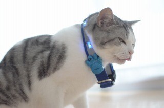 光る首輪を入手し猫につけてみた結果、驚愕の結末に