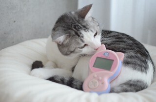 ミャウリンガルを使って猫と"本当に"意思疎通できるのか実験してみた