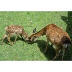 奈良公園の鹿の赤ちゃんを一般公開 - 母子姿にお乳タイム、出産シーンも